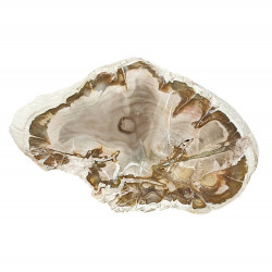 petrified wood from madagascar 