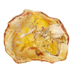 petrified wood from madagascar 