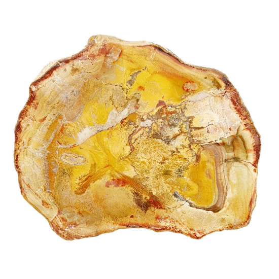 petrified wood from madagascar 