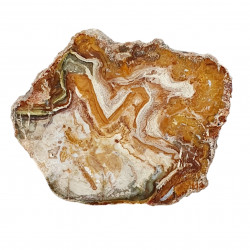 petrified wood from madagascar 