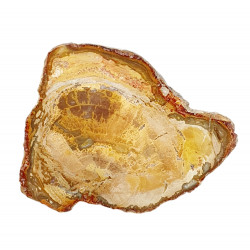 petrified wood from madagascar 