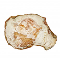 petrified wood from madagascar 