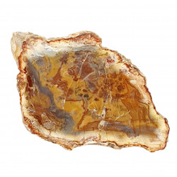 petrified wood from madagascar 