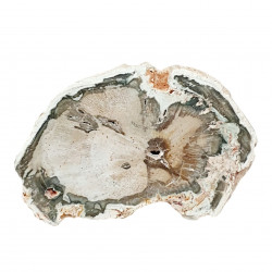 petrified wood from madagascar 