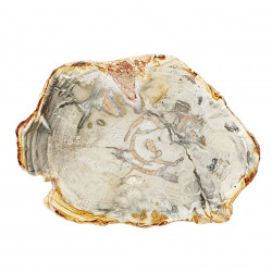 petrified wood from madagascar 