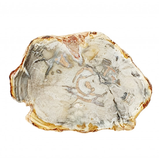 petrified wood from madagascar 