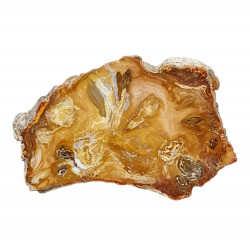 petrified wood from madagascar 