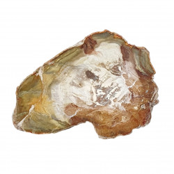 petrified wood from madagascar 