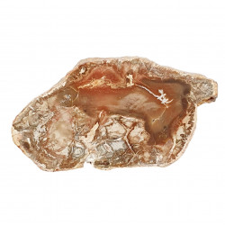 petrified wood from madagascar 