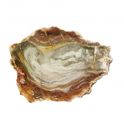 petrified wood from madagascar 