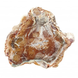 petrified wood from madagascar 