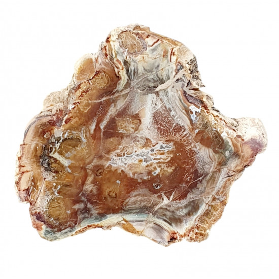 petrified wood from madagascar 