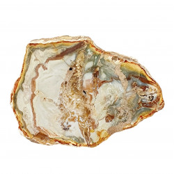 petrified wood from madagascar 