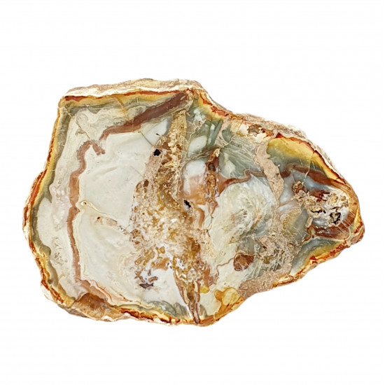 petrified wood from madagascar 