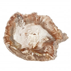 petrified wood from madagascar 