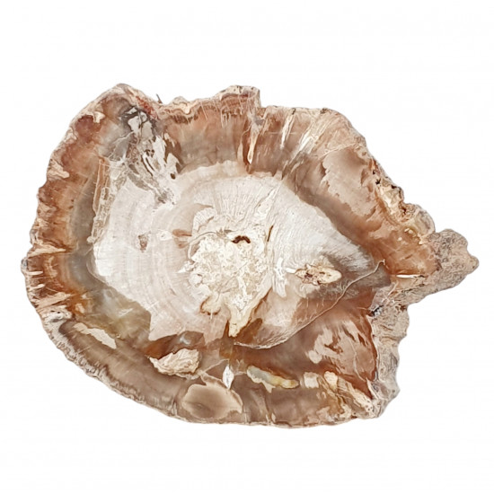 petrified wood from madagascar 