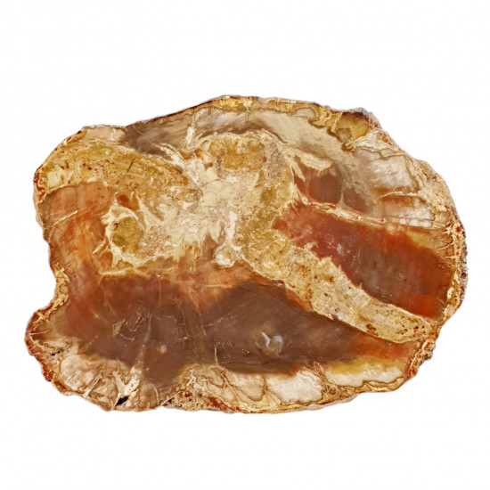 petrified wood from madagascar 