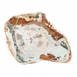 petrified wood from madagascar 