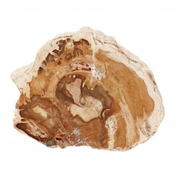 bois fossile de madagascar 