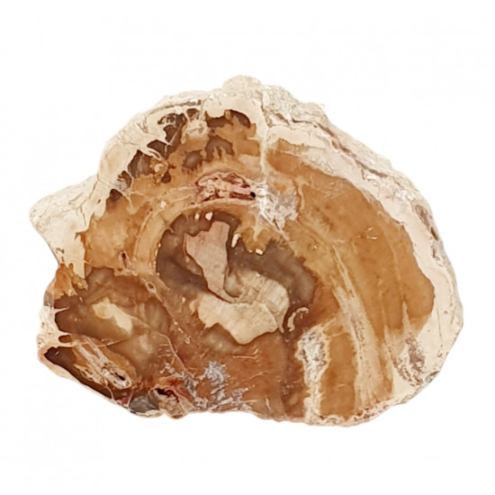 petrified wood from madagascar 
