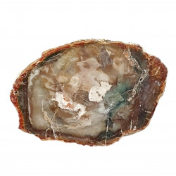 petrified wood from madagascar 