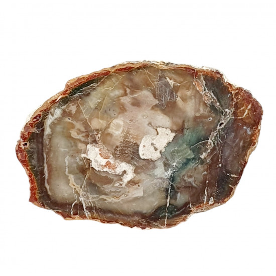 petrified wood from madagascar 