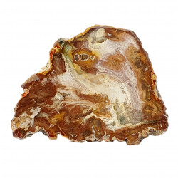 petrified wood from madagascar 