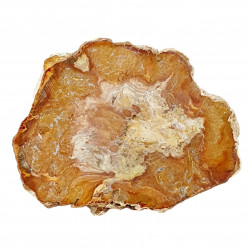 petrified wood from madagascar 