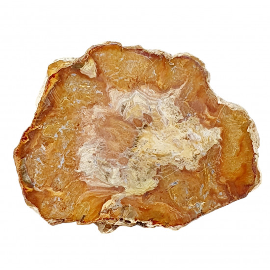 petrified wood from madagascar 