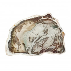 petrified wood from madagascar 
