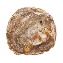 petrified wood from madagascar 