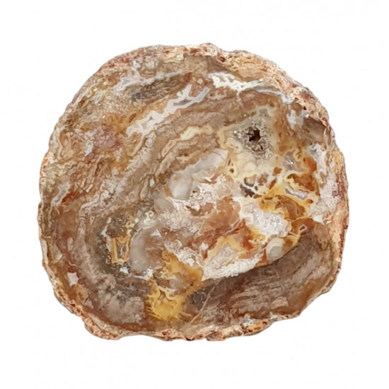 petrified wood from madagascar 