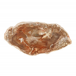bois fossile de madagascar 