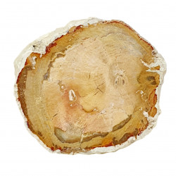 petrified wood from madagascar 