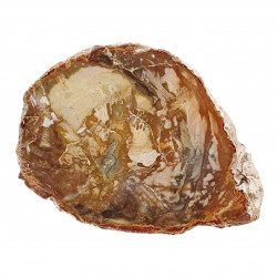 petrified wood from madagascar 