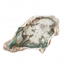 petrified wood from madagascar 