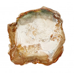 petrified wood from madagascar 