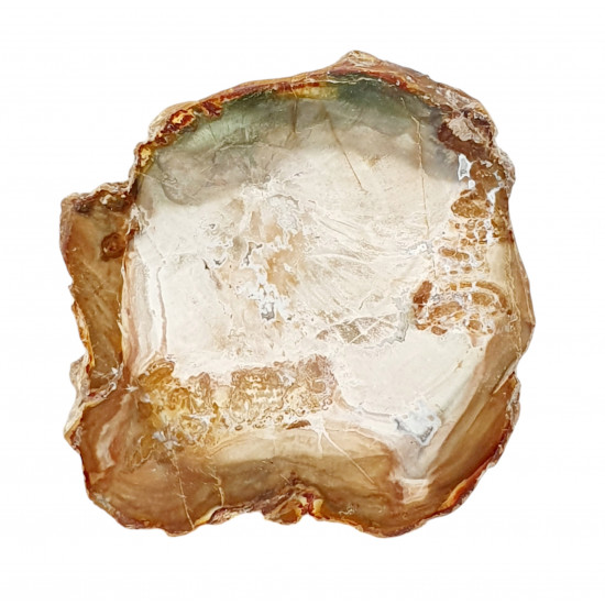 petrified wood from madagascar 