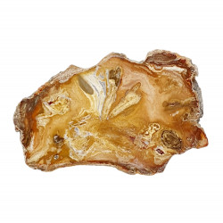 petrified wood from madagascar 