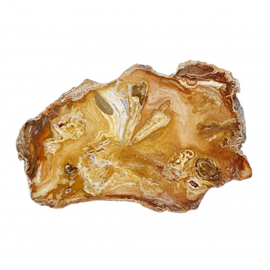petrified wood from madagascar 