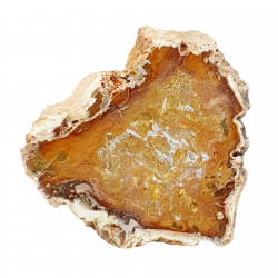 petrified wood from madagascar 