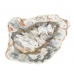 petrified wood from madagascar 