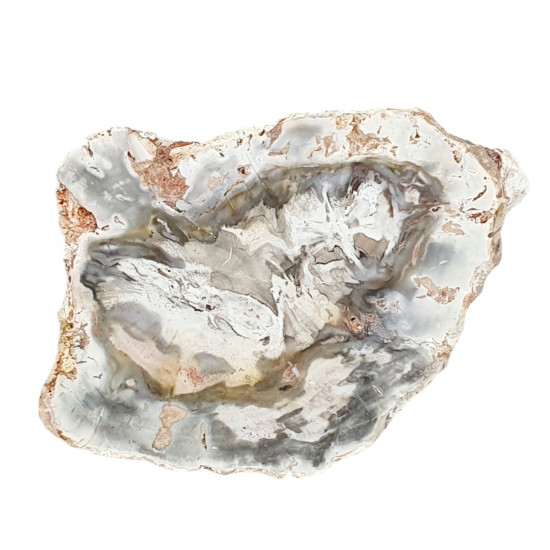 petrified wood from madagascar 