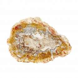 petrified wood from madagascar 