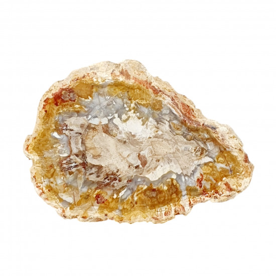 petrified wood from madagascar 