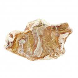 petrified wood from madagascar 