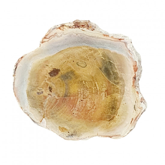 bois fossile de madagascar 