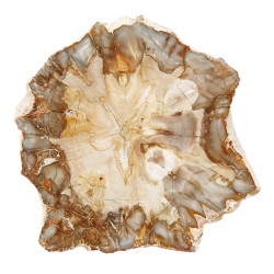 petrified wood from madagascar 