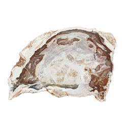 petrified wood from madagascar 
