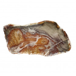petrified wood from madagascar 